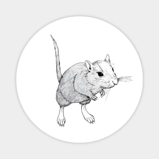 Gerbil On Magnet